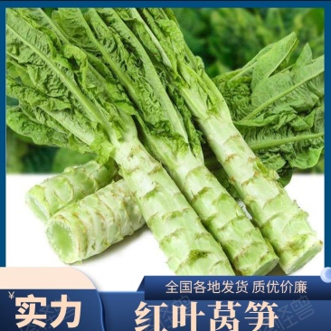 河南莴笋大量产地直发一手货源有货欢迎新老客户采购