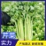 西芹大棚芹菜产地直发一手货源欢迎新老客户采购