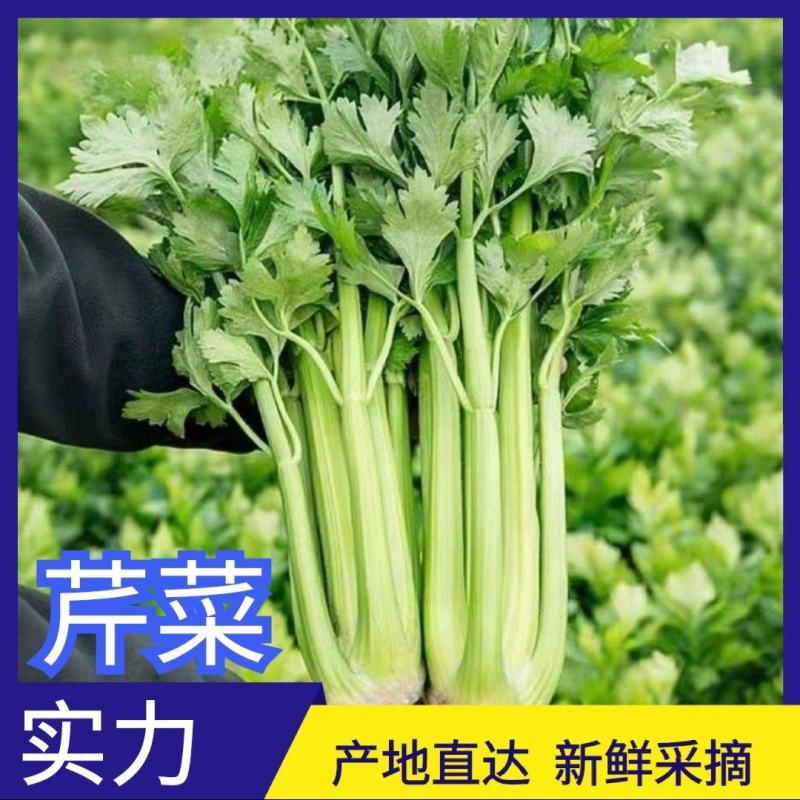 西芹大棚芹菜产地直发一手货源欢迎新老客户采购