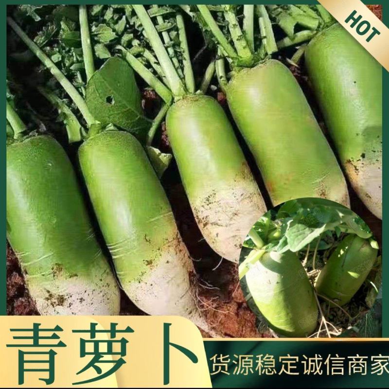 【青萝卜】开封萝卜大量上市价格美丽欢迎新老顾客前来采购