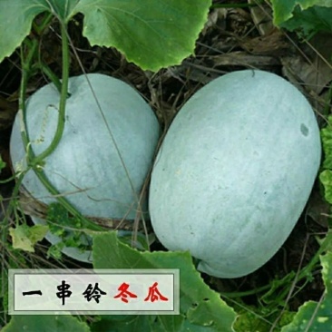 河南省开封市通许县小冬瓜大量上市产地直发一串铃