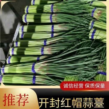 河南红帽蒜薹大量上市产地直发一手货源欢迎新老客户采购