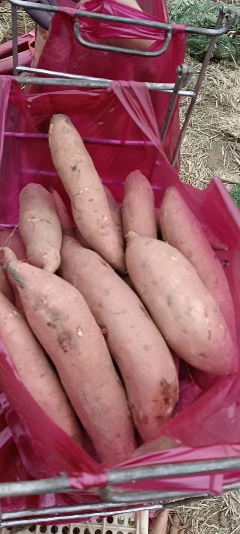 河北雄县龙署批发