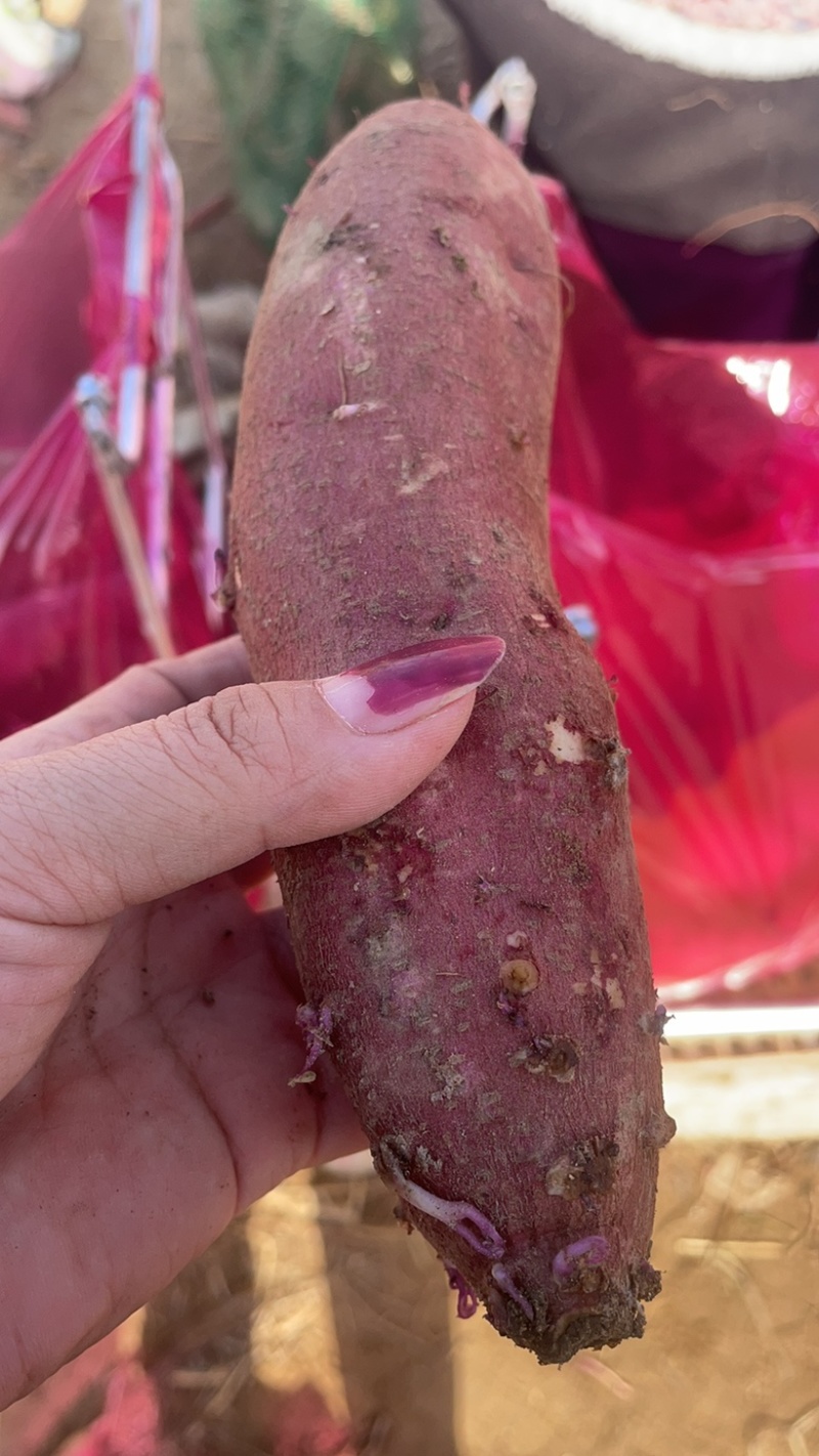 河北雄县龙署批发