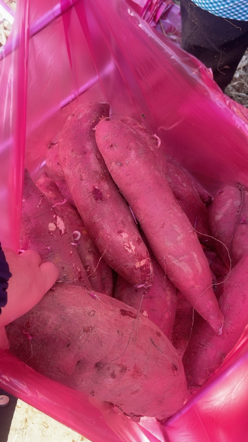 河北雄县龙署批发