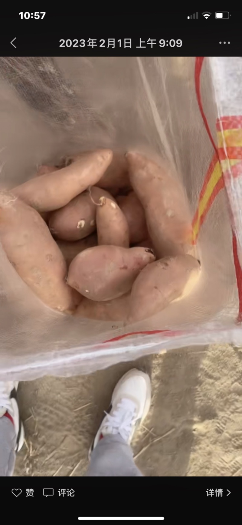 河北雄县龙署批发