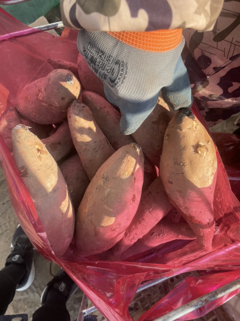 河北雄县龙署批发