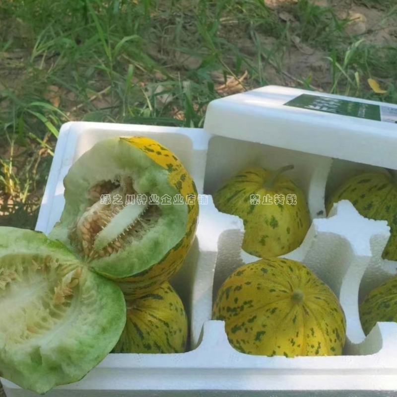 原装蜜研金脆花宝3甜瓜种子高糖绿肉青顶，底色金黄香瓜种子