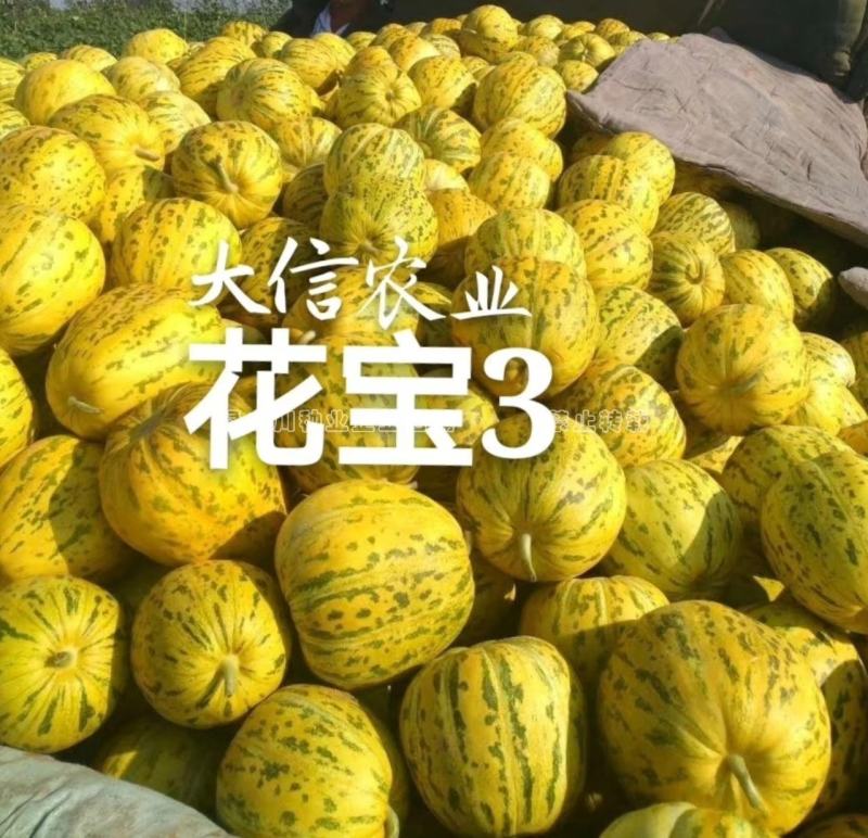 原装蜜研金脆花宝3甜瓜种子高糖绿肉青顶，底色金黄香瓜种子