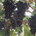 黑色极香葡萄嫁接苗，香味浓郁，成花好，产量高