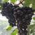 黑色极香葡萄嫁接苗，香味浓郁，成花好，产量高