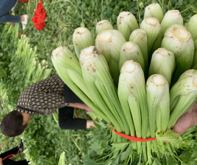 河南周口鹿邑优质芹菜精品小颗，大量上市，产地直发