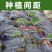 芋头种苗，荔浦芋头种，福建芋种，槟榔芋种，芋头种子。