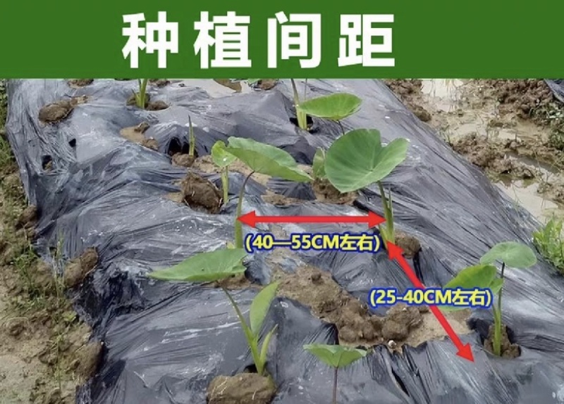 芋头种苗，荔浦芋头种，福建芋种，槟榔芋种，芋头种子。
