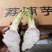 芋头种苗，荔浦芋头种，福建芋种，槟榔芋种，芋头种子。