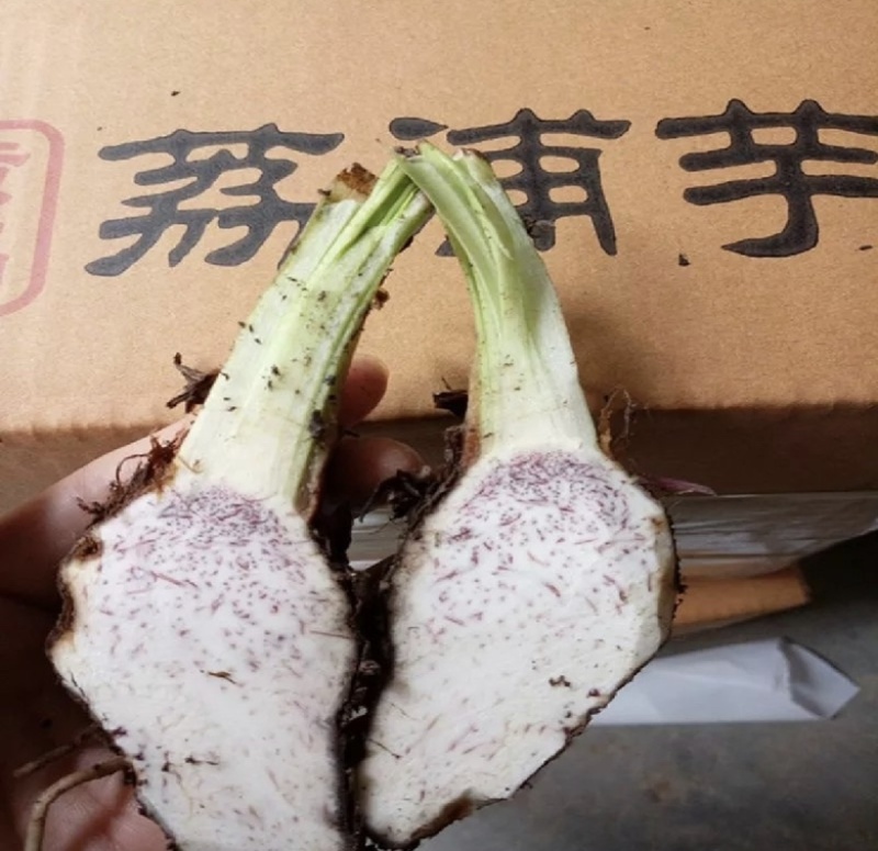 芋头种苗，荔浦芋头种，福建芋种，槟榔芋种，芋头种子。