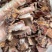 烟熏据小排骨（腊肉香肠源头工厂一手货源量大从优）