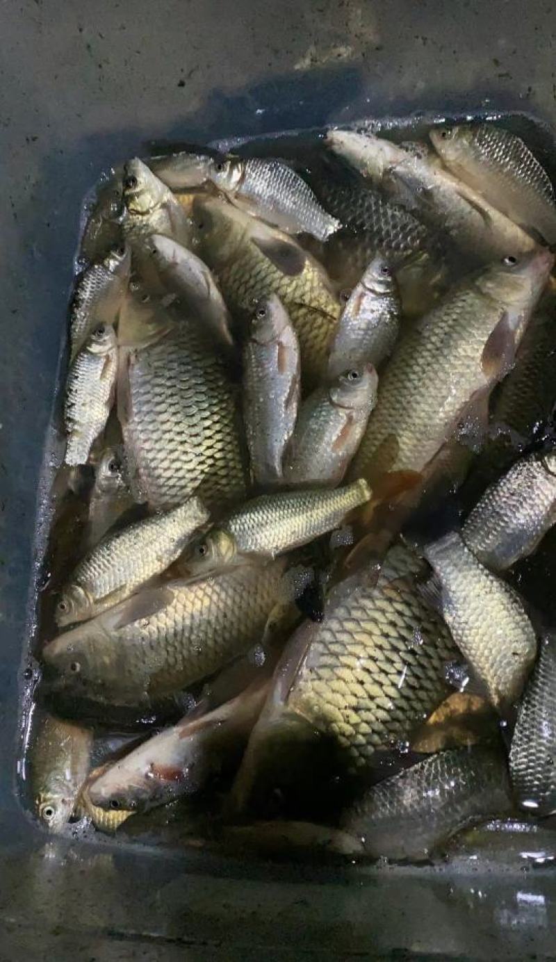 鲫鱼，鲤鱼