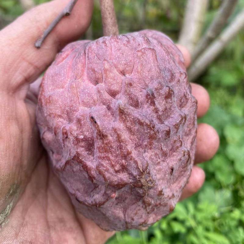 红皮红肉凤梨释迦苗