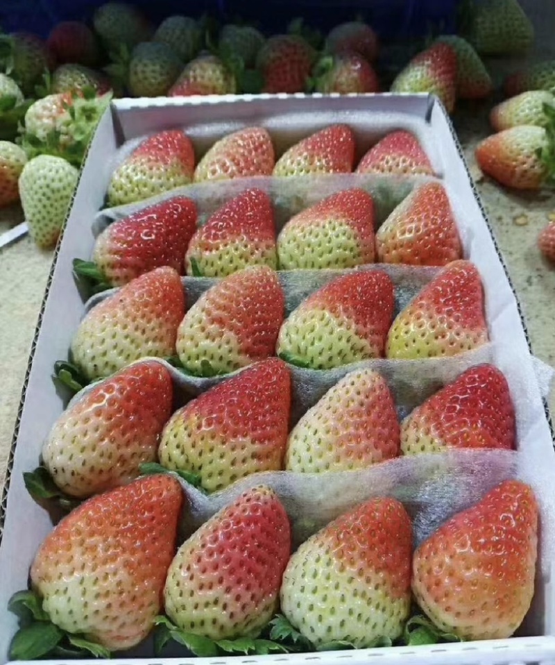 草莓苗东北抗寒草莓蒙特瑞草莓红颜草莓四季草莓