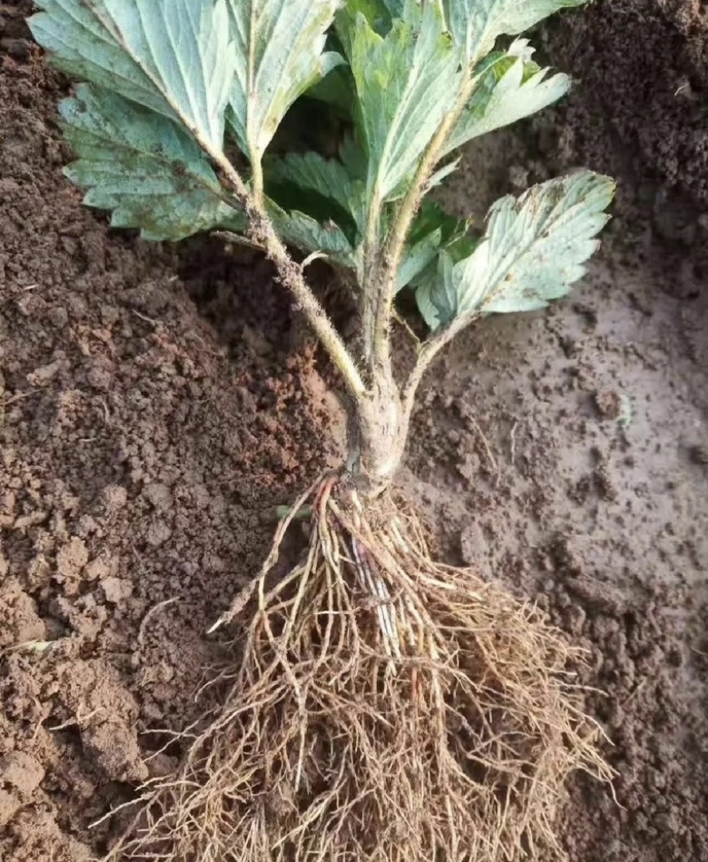 草莓苗东北抗寒草莓蒙特瑞草莓红颜草莓四季草莓