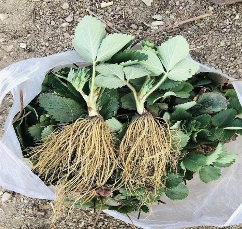 草莓苗东北抗寒草莓蒙特瑞草莓红颜草莓四季草莓