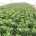 安徽红尖叶莴笋大量上市质量好价格美丽欢迎采购
