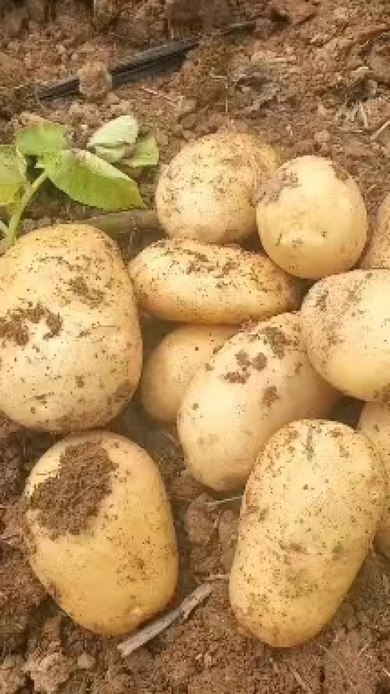 2024新土豆大量上市!皮色光滑、黄皮黄心！基地直发！