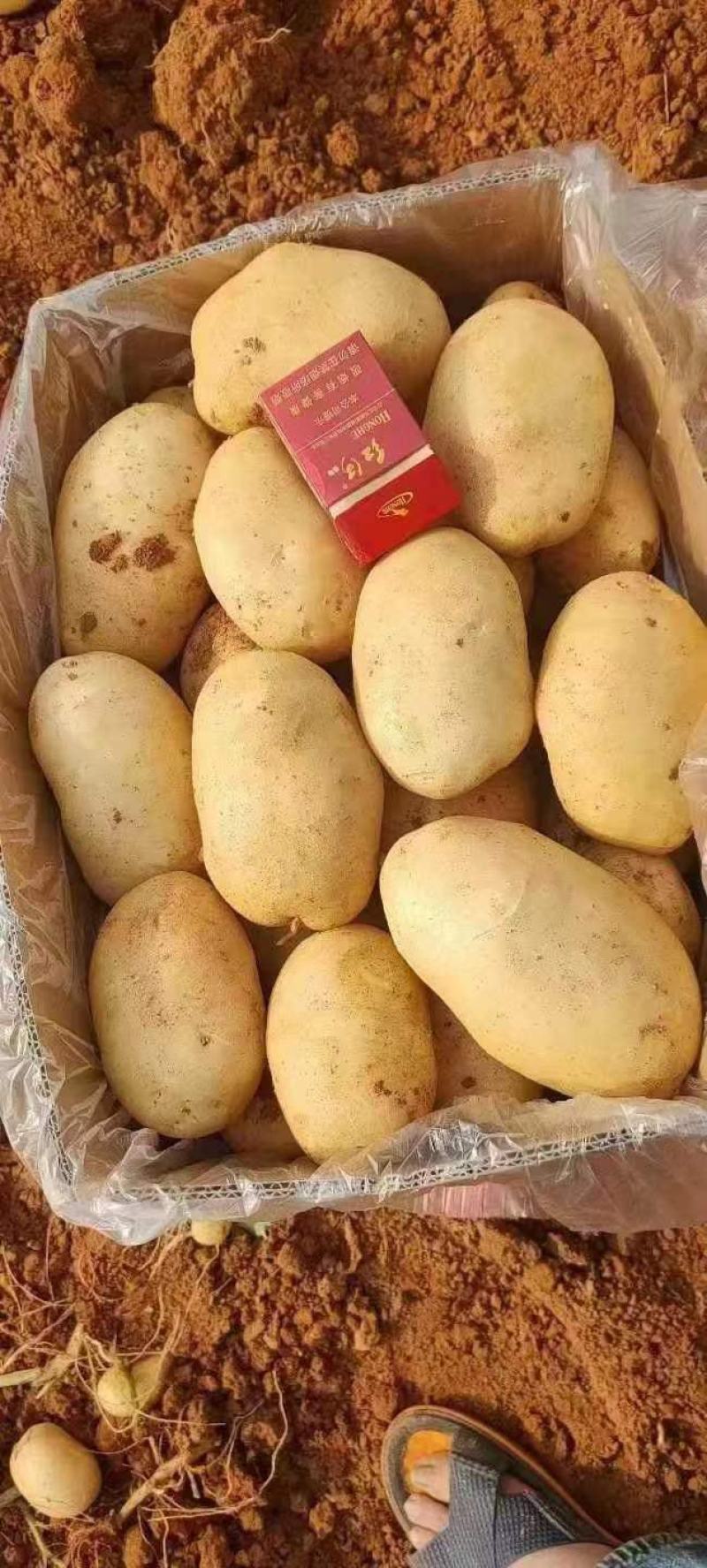2024新土豆大量上市!皮色光滑、黄皮黄心！基地直发！