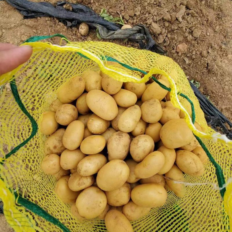 2024新土豆大量上市!皮色光滑、黄皮黄心！基地直发！