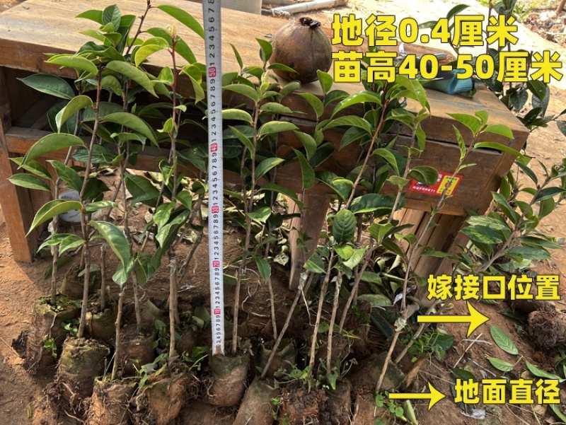 大果红花油茶嫁接苗，高40-55厘米，带原土