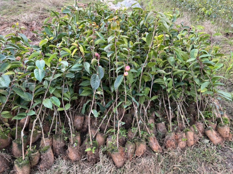 大果红花油茶嫁接苗，高40-55厘米，带原土