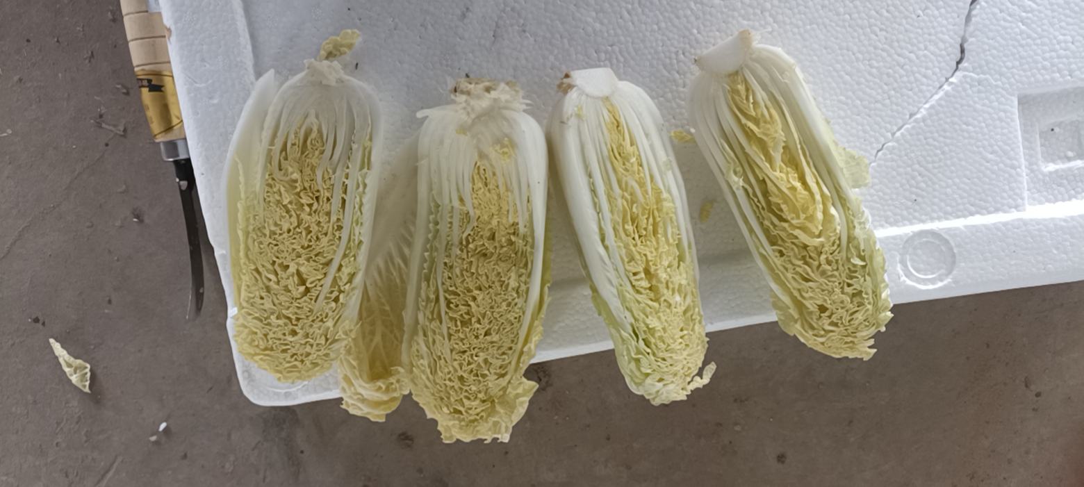 泡娃娃菜装罐过程