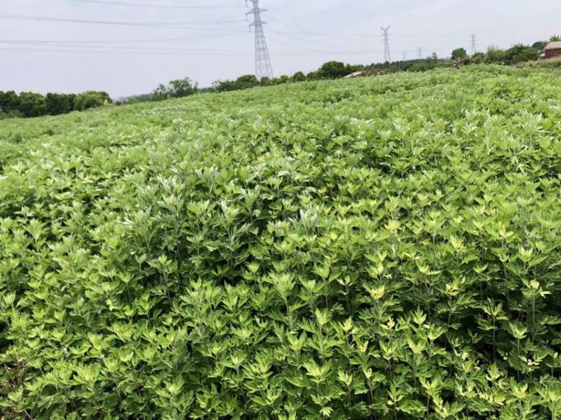 艾草精油（纯原液）