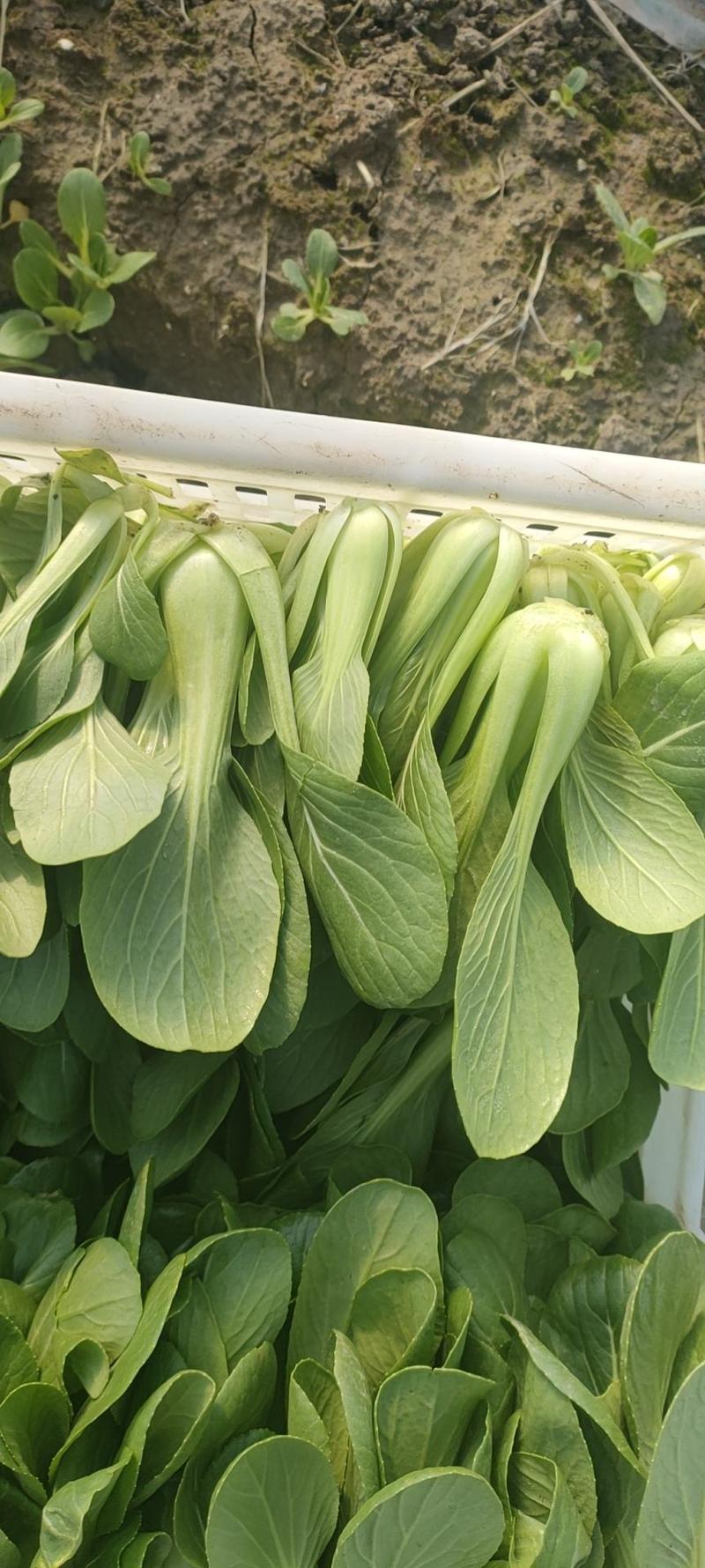 江苏南通精品移栽大青菜，，质量保证，量大优惠。欢迎咨询