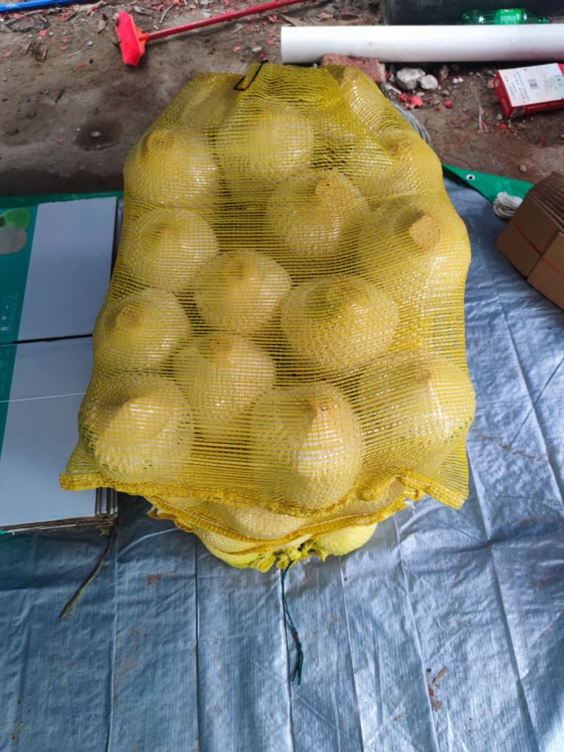 海南文昌椰青，