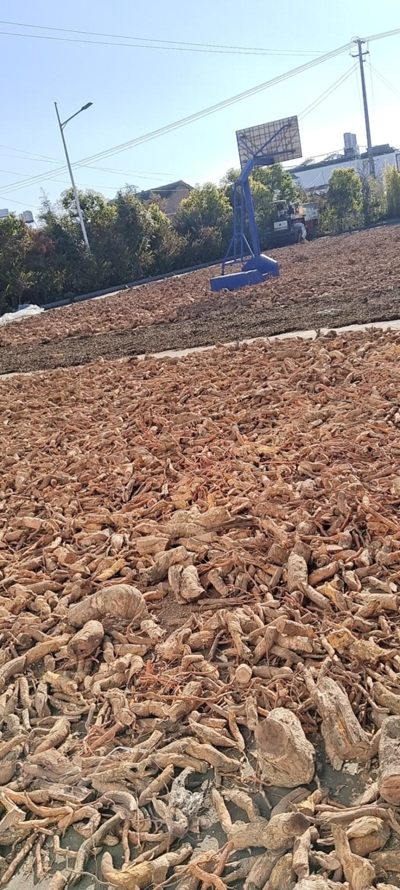 大量出售雷公藤根，，干货，云南货，纯根，111111