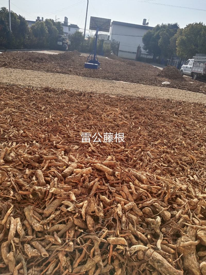 大量出售雷公藤根，，干货，云南货，纯根，111111