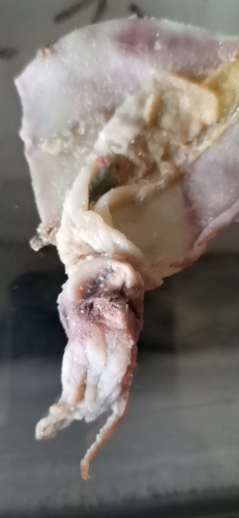 深海小鱿鱼九成干把墨去掉清洗可炒可蒸可煲汤煲粥等