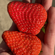 优质丹东99草莓，原产地当天现摘现发
