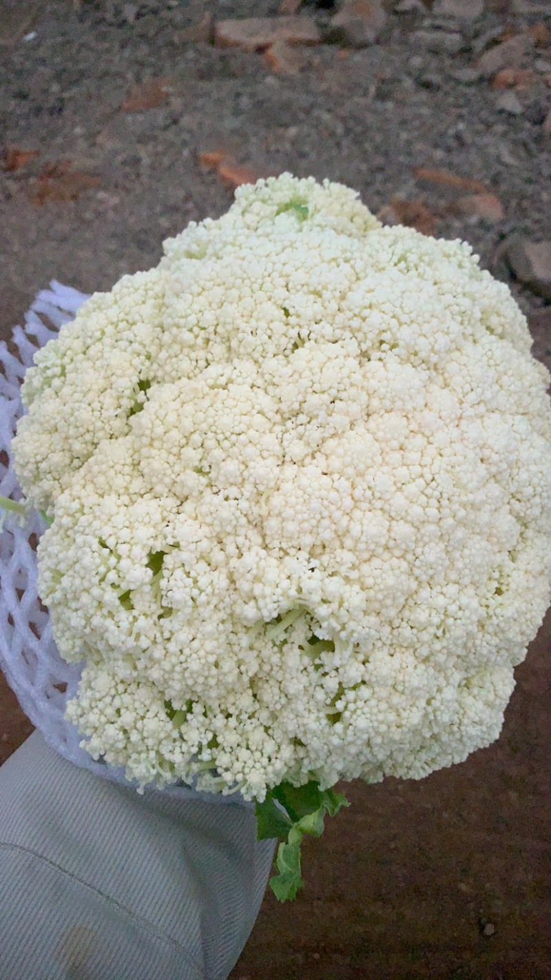 云南精品绿杆小米松花有需要的老板欢迎来电
