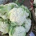 云南精品绿杆小米松花有需要的老板欢迎来电