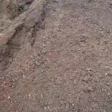 羊粪