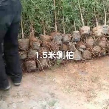 1.5米以上，地径2公分