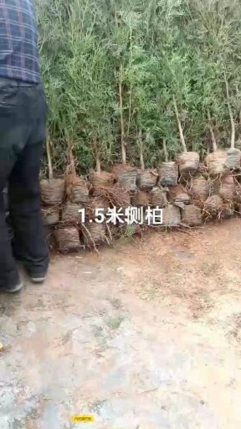 1.5米以上，地径2公分