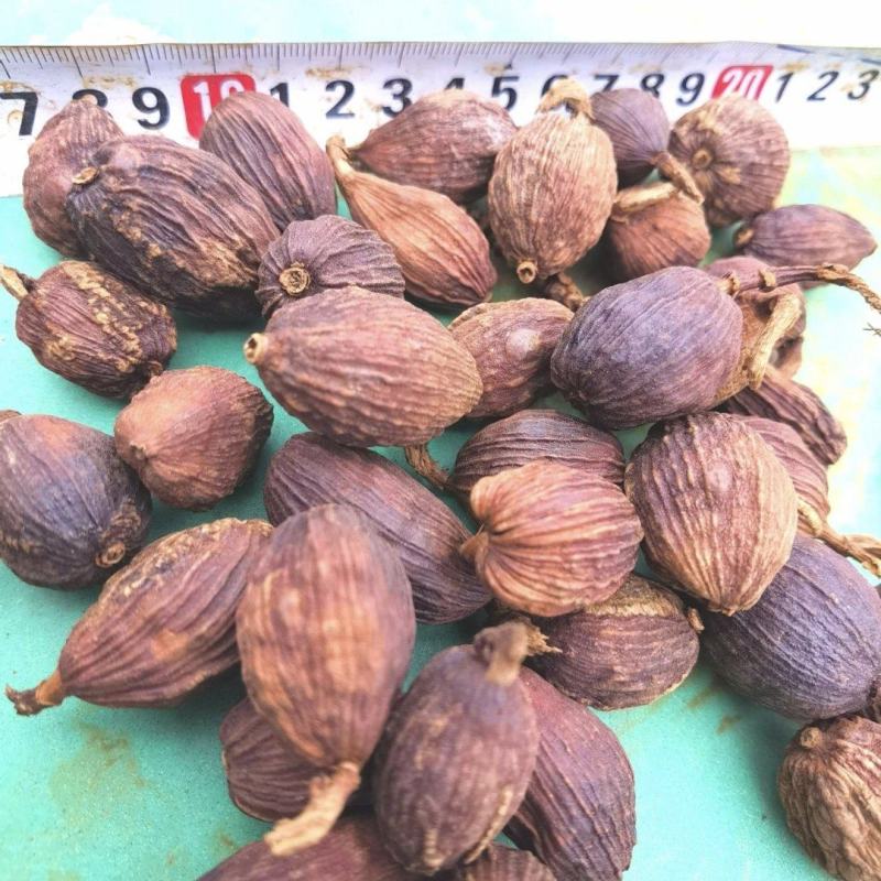 云南怒江草果