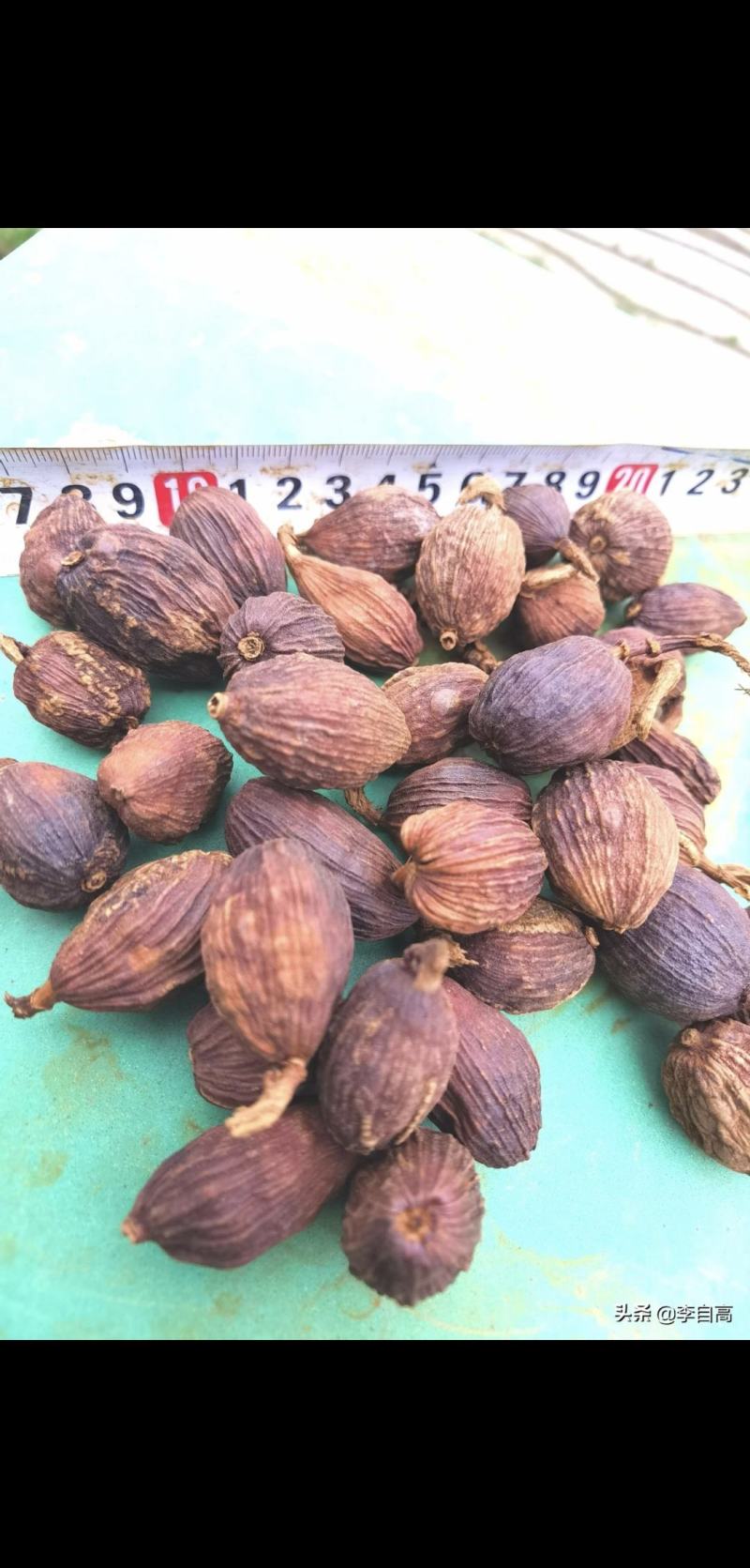 云南怒江草果