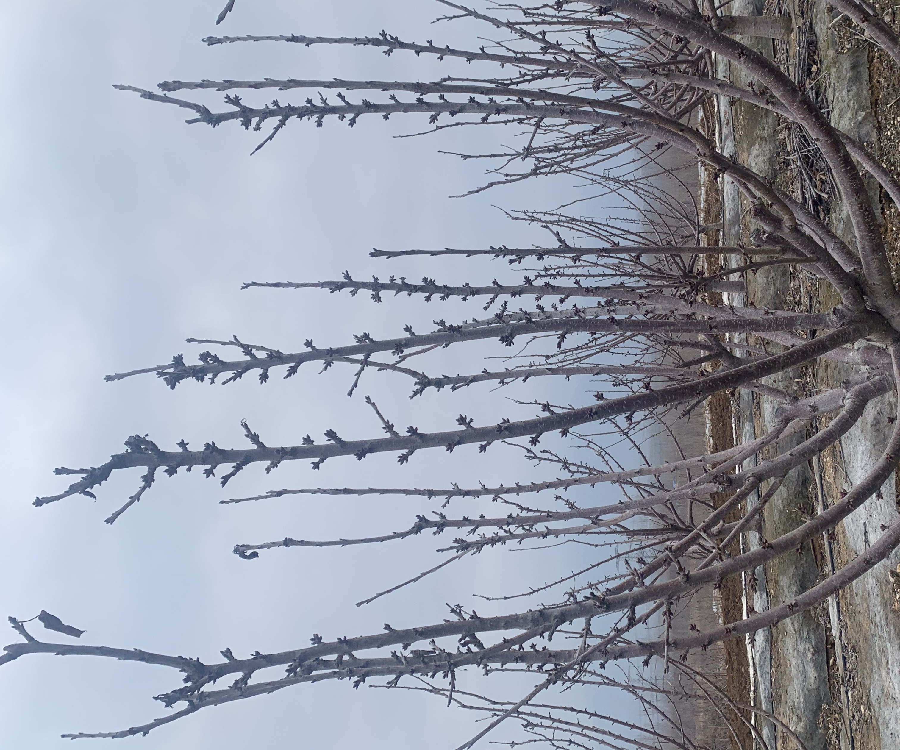 矮化樱桃砧木对比图