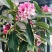 金边瑞香【金边瑞香】正是开花季节，满屋飘香