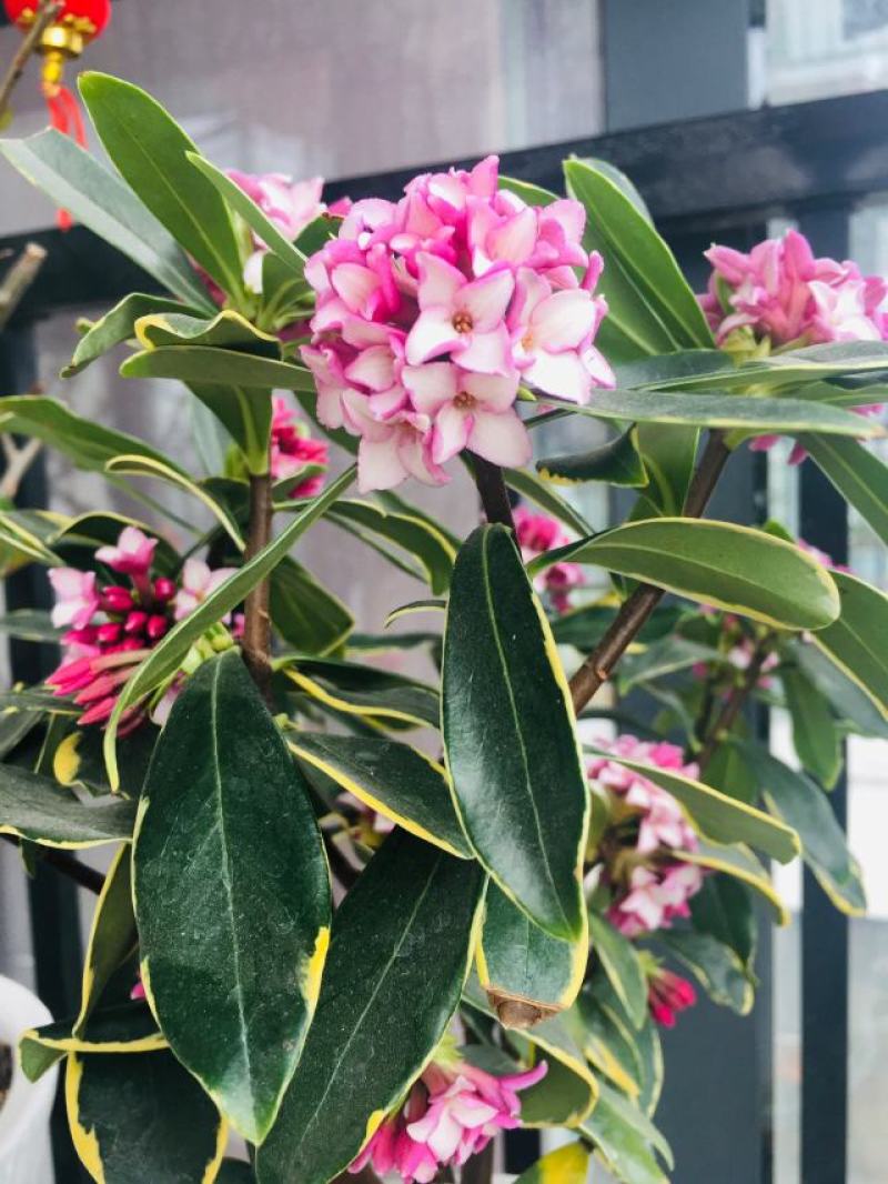 金边瑞香【金边瑞香】正是开花季节，满屋飘香